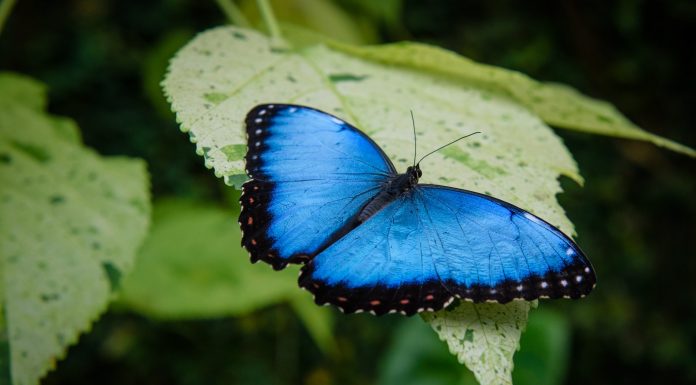 Butterfly Arc, la prima casa delle farfalle in Italia butterfly arc
