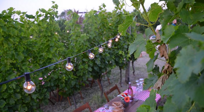 Cene in vigna, tra sapori e bellezze dei Colli Euganei cene in vigna