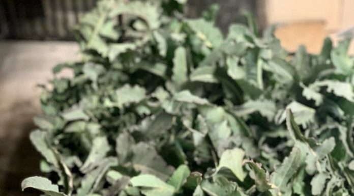 Il Broccolo Fiolaro di Creazzo: delizia di gennaio broccolo fiolaro