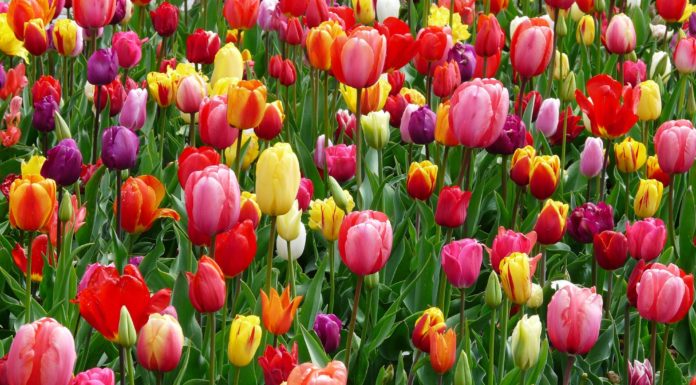 tulipani euganei