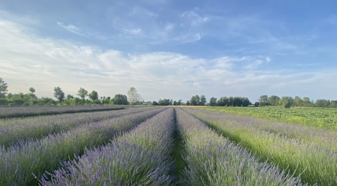 Quando la Lavanda del Brenta si trasforma in un campo di 30.000 tulipani lavanda del brenta